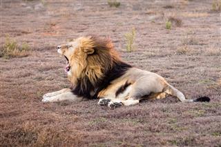 Tired Male African Lion