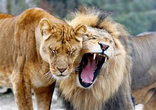Lion And Lioness In Love