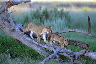 Lion Cubs At Play