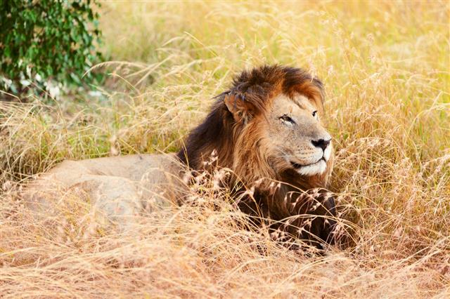 Male Lion In Masai Mara