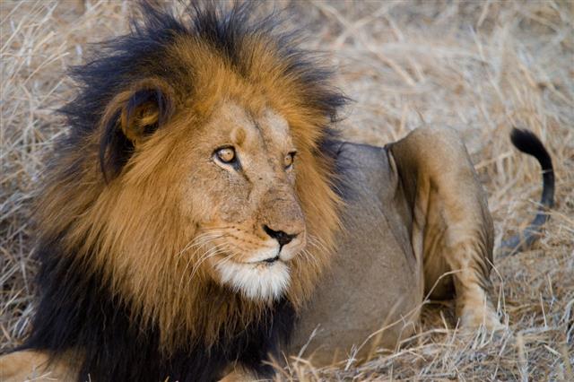 African Lion Facts - Animal Sake