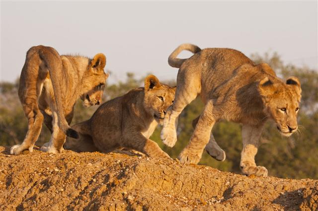 Three Lion Cubs At Play