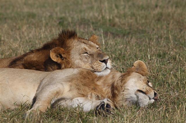 Two Lion Brothers