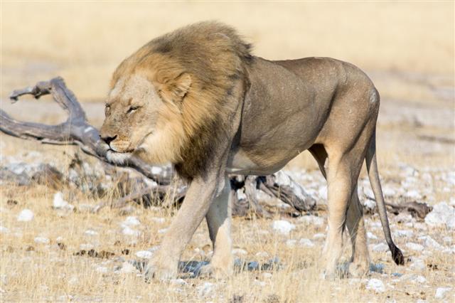 Hungry Lion On The Move
