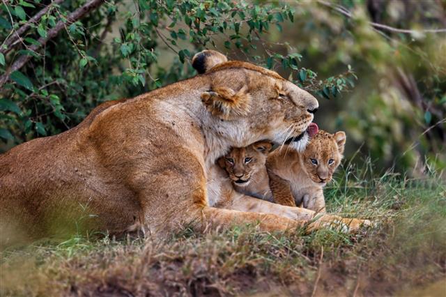 Lion Mother Cuddling