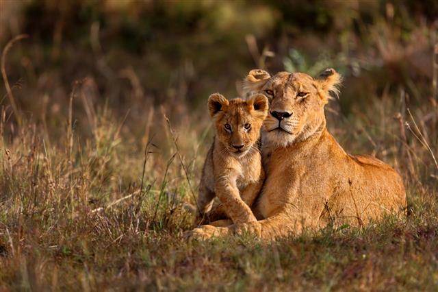 Lion Mother With Cub
