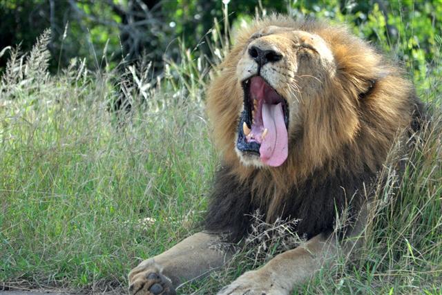 Lazy Lion Yawning