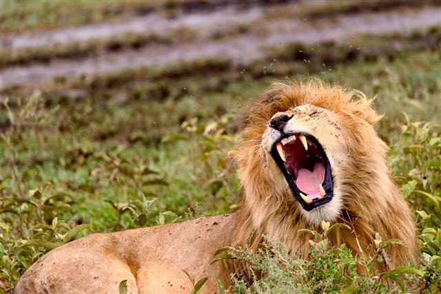 Male Lion Bares Teeth