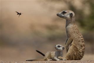 Meercat And Pup Stare At Flying Wasp