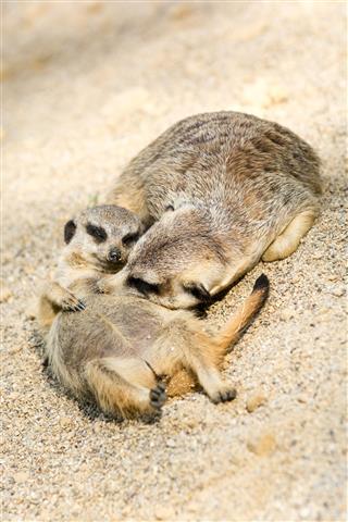 Resting Meerkat Mother With Her Cub