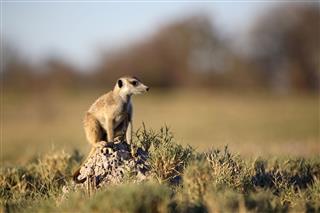 Meerkat Mound