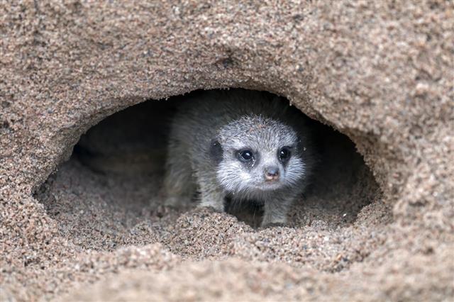 26 Burrowing Animals With Pictures You Need to See Right Now - Animal Sake