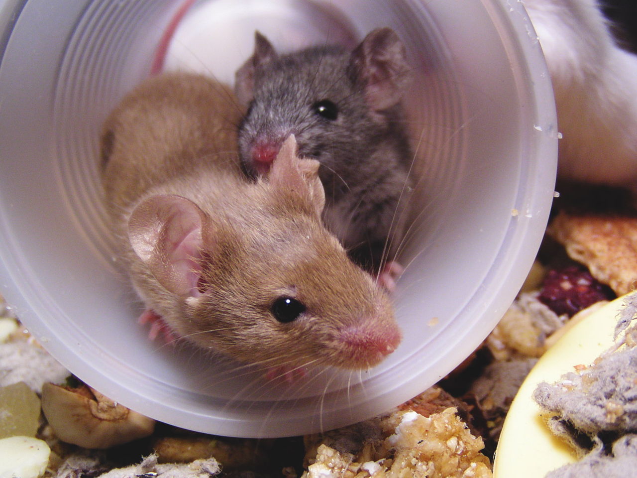 What are the Facts You Didn’t Know About Mice