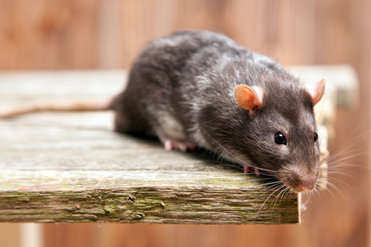 So You've Got a Pregnant Rat... Now What? - The First Two Weeks