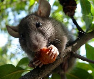 Mouse On Plumtree