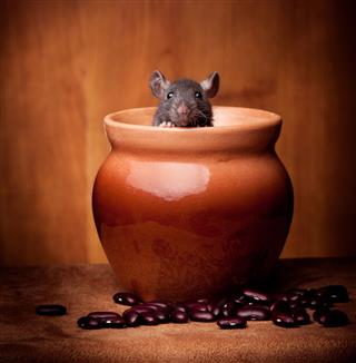 Rat In Pot