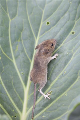 Mouse Climbing A Cabbage Leaf