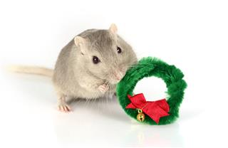 Gerbil Holding Christmas Wreath
