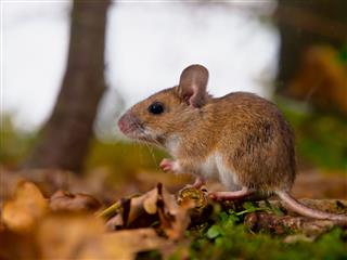 Yellow Necked Mouse Side