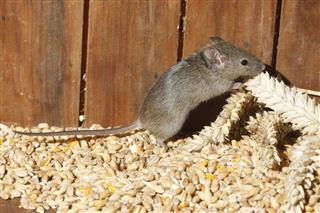 House Mouse Mus Musculus