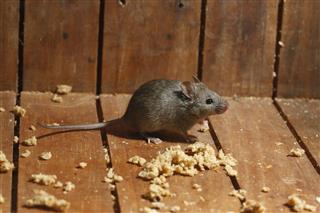 House Mouse Mus Musculus