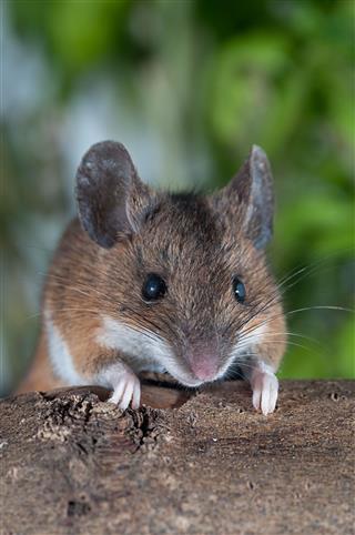 Brown House Mouse