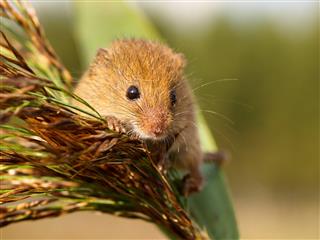 Harvesting Mouse In A Reed Plume