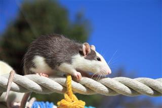 Mouse On The Rope