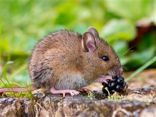 Field Mouse With Fruit