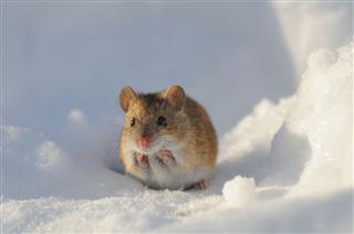 Winter Mouse In Snow