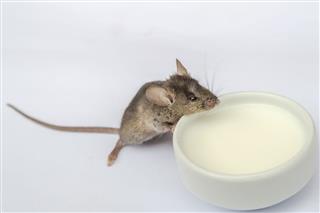 Baby Mouse Drinking Milk