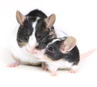 Mice In Love