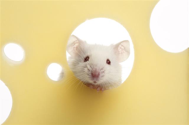 White Mouse On Piece Of Cheese