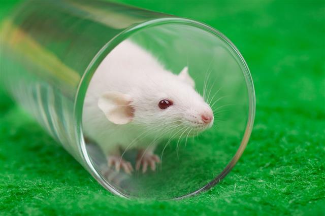 White Mouse In Transparent