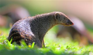Mongoose In The Wild