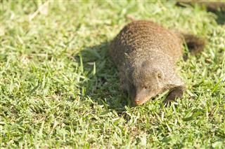Banded Mongoose Crouching