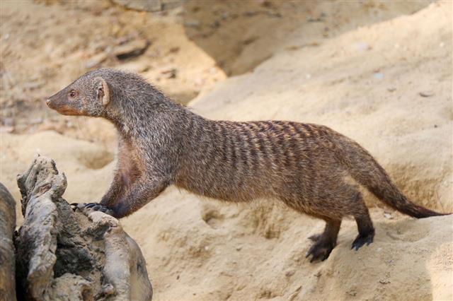 Banded Mongoose As A Wild Life Animal
