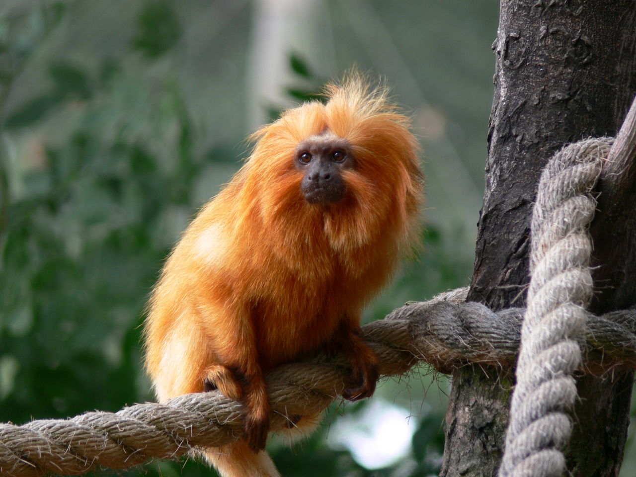Tropical Rainforest Animals List