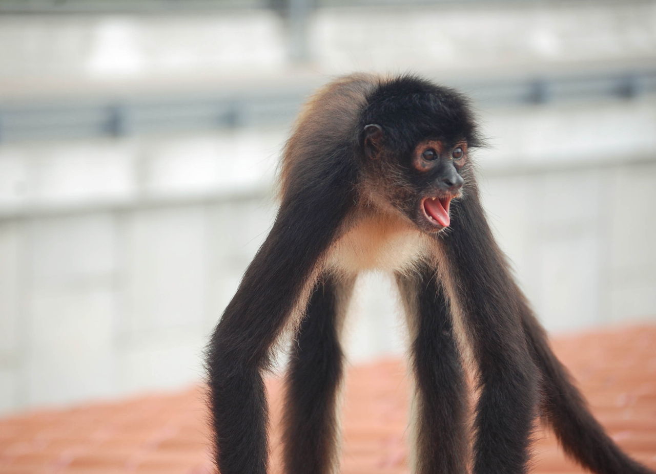 Spider Monkeys as Pets