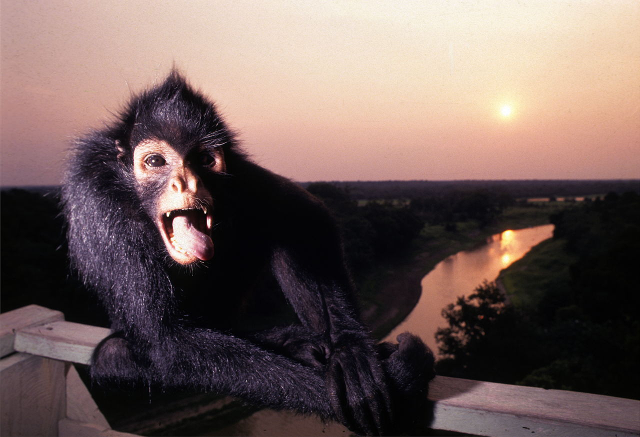 Staggering Facts About Spider Monkeys You'd Never Believe - Animal Sake