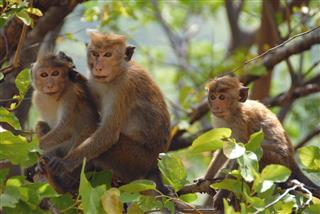 Asian Wild Monkeys