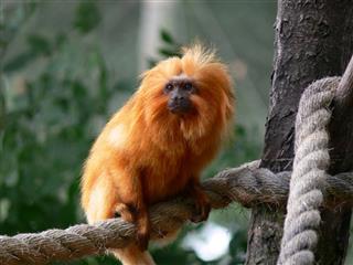 Golden Lion Tamarin Monkey