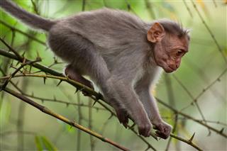 Small Macaque Monkey