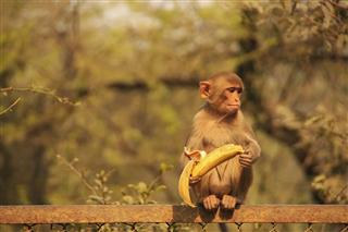Young Rhesus Macaque Eating Banana New Delhi