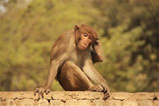 Rhesus Macaque Sitting