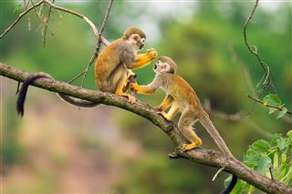 Common Squirrel Monkeys Playing