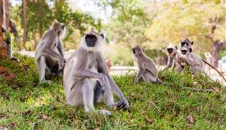 Monkeys In Jungles Of Sri Lanka