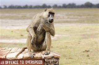 Baboon Checking Speedsters