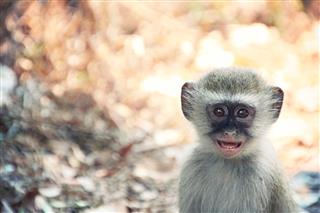 Cheeky Wild African Vervet Baby Monkey