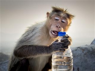 Rhesus Macaque Opening A Bottle